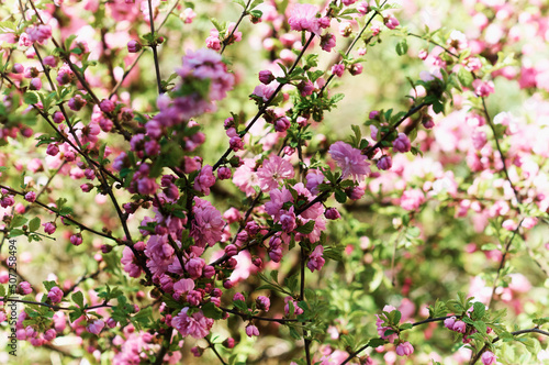 Wallpaper Mural Bright red sakura flowers on a blurred green background. Abstract texture. Spring day. Torontodigital.ca