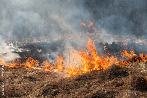 Burning dry grass in the forest, fallen grass.