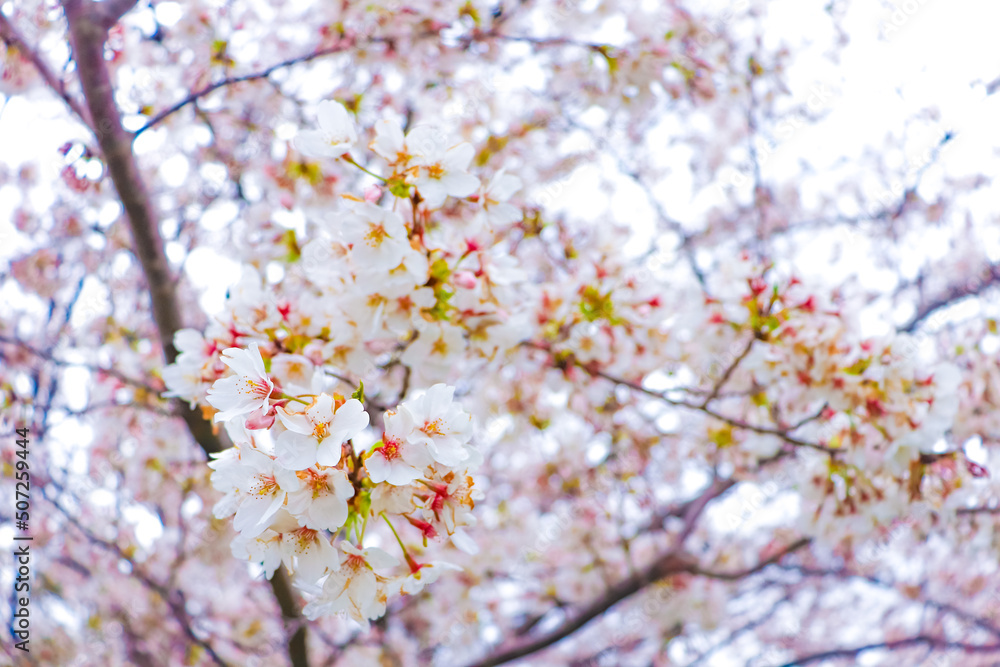 満開の桜の白い花びら