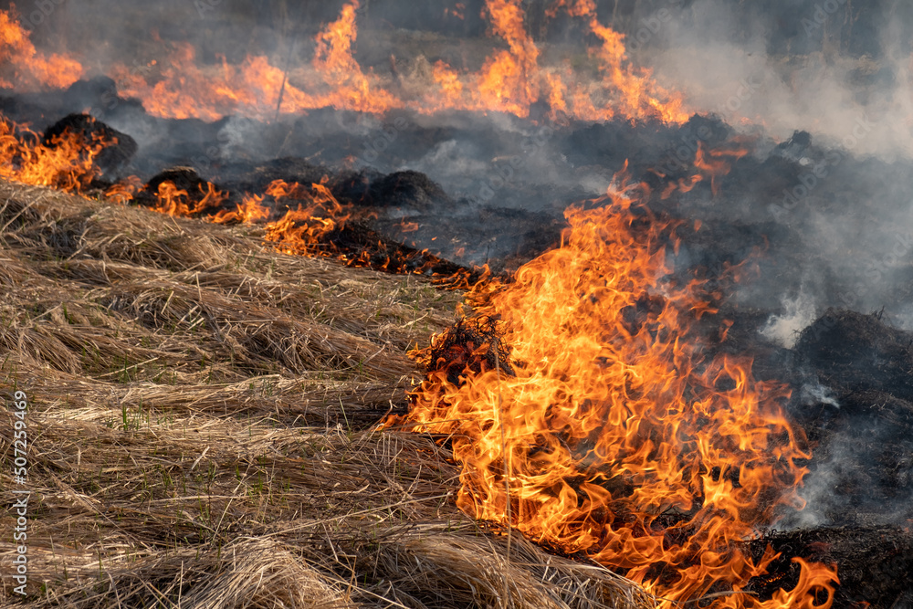 A burning field in the middle of a forest. Fire and smoke spread across the field.