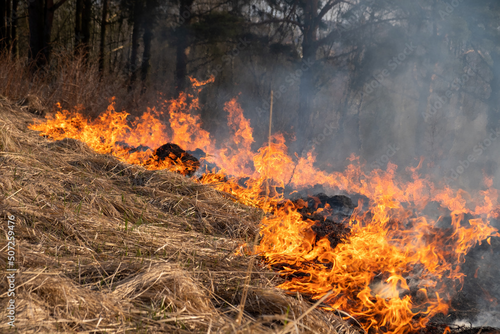 Strong fire on the field. Burning grass in the forest. Close-up