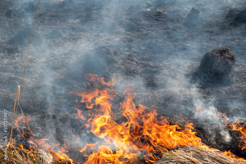 Forest fire burning field in spring. fell grass