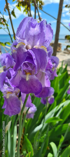 beautiful flowers of veta irises of purple color on the background of the sea and the beach 