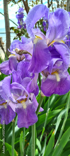 beautiful flowers of veta irises of purple color on the background of the sea and the beach
