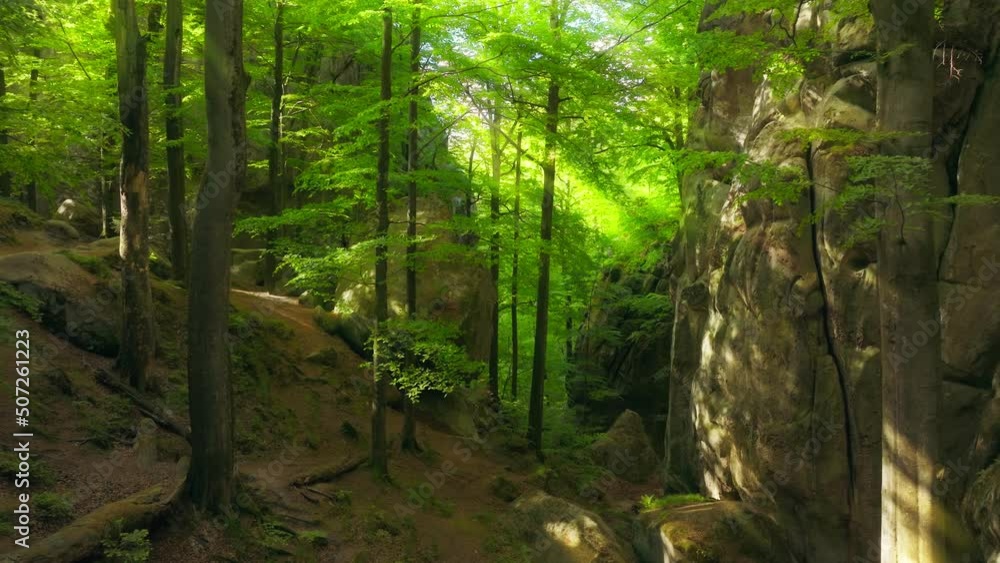 Forest green mountains nature sunny morning rock stone park tree plant travel Forest green mountains nature sunny morning rock stone park tree plant travel