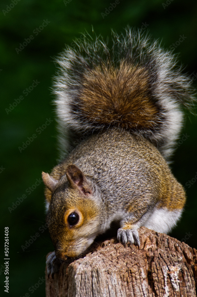 A Grey squirrel on a post feeding A Grey squirrel on a post feeding