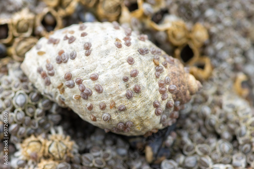 Dog whelk on rocky coastline covered in barnacles