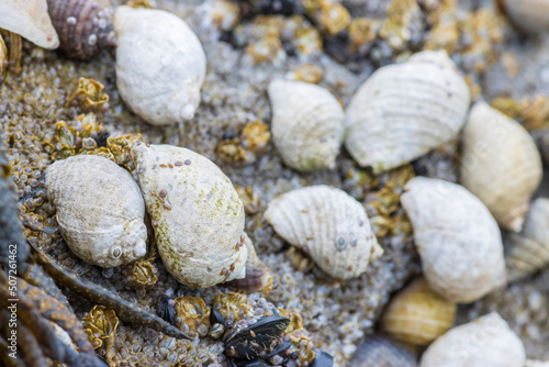 Photos Dog whelks on rocky coastline