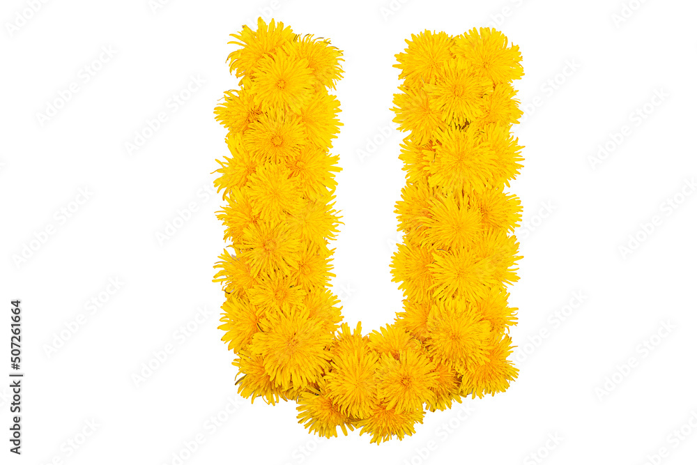 The English alphabet of dandelion flowers. Letter U The English alphabet of dandelion flowers. Letter U