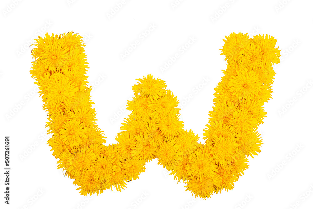The English alphabet of dandelion flowers. Letter W