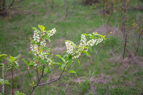 Beautiful Flowers of the white lilac shrub. Lilac bush Syringa vulgaris. branches on a lilac tree. Summer landscape. green glade. close-up