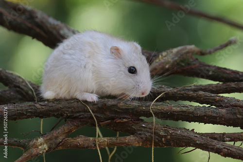 A Campbell dwarf hamster forages on a dry log. This rodent has the scientific name Phodopus campbelli. 
