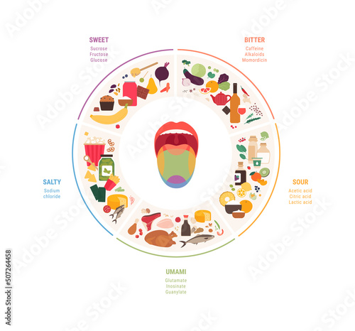 Human five taste infographic. Vector flat modern illustration. Tongue zone map. Sweet, umami, sour, salty, bitter product icon set isolated on white background. Circle pie chart. photo