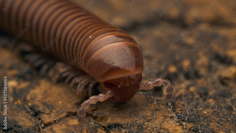 Details of a brown millipede on a tree Details of a brown millipede on a tree