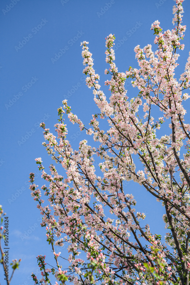 Beautiful spring cherry. in pastel pink and white tones. Sakura. Small depth of field. Close-up of flowering branches of pink cherry, Japanese cherry tree in spring. Spring landscape of Japan.