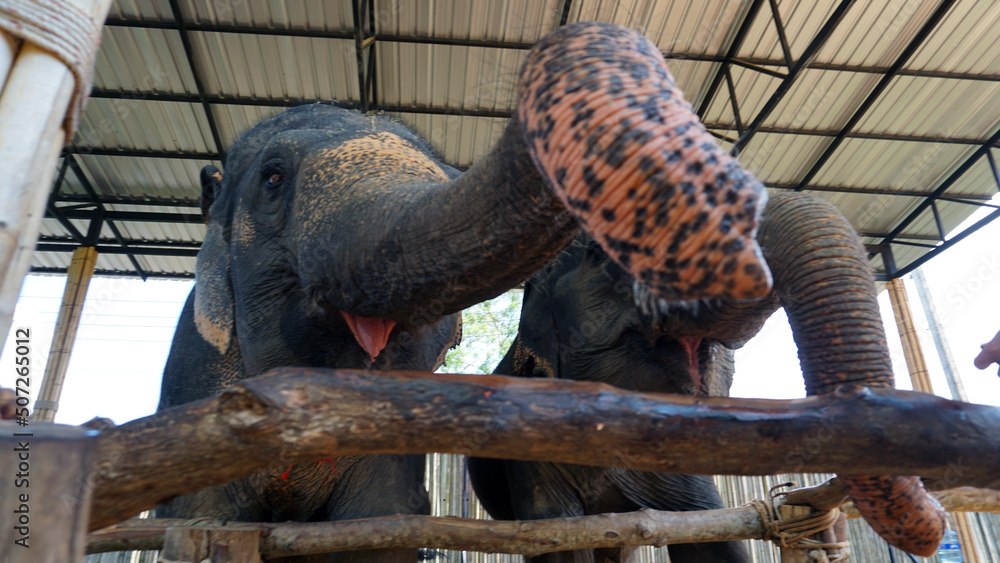 Elephants try to sniff the camera with their trunk. Very large animals in a wooden enclosure. Sparse hair on trunk and trunk. They open their mouth and show their tongue. They eat grass, watermelon Elephants try to sniff the camera with their trunk. Very large animals in a wooden enclosure. Sparse hair on trunk and trunk. They open their mouth and show their tongue. They eat grass, watermelon