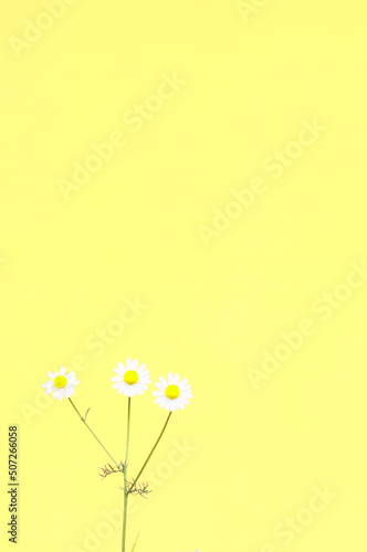 White daisies on a yellow background. Textures and backgrounds. Greeting card with daisies.