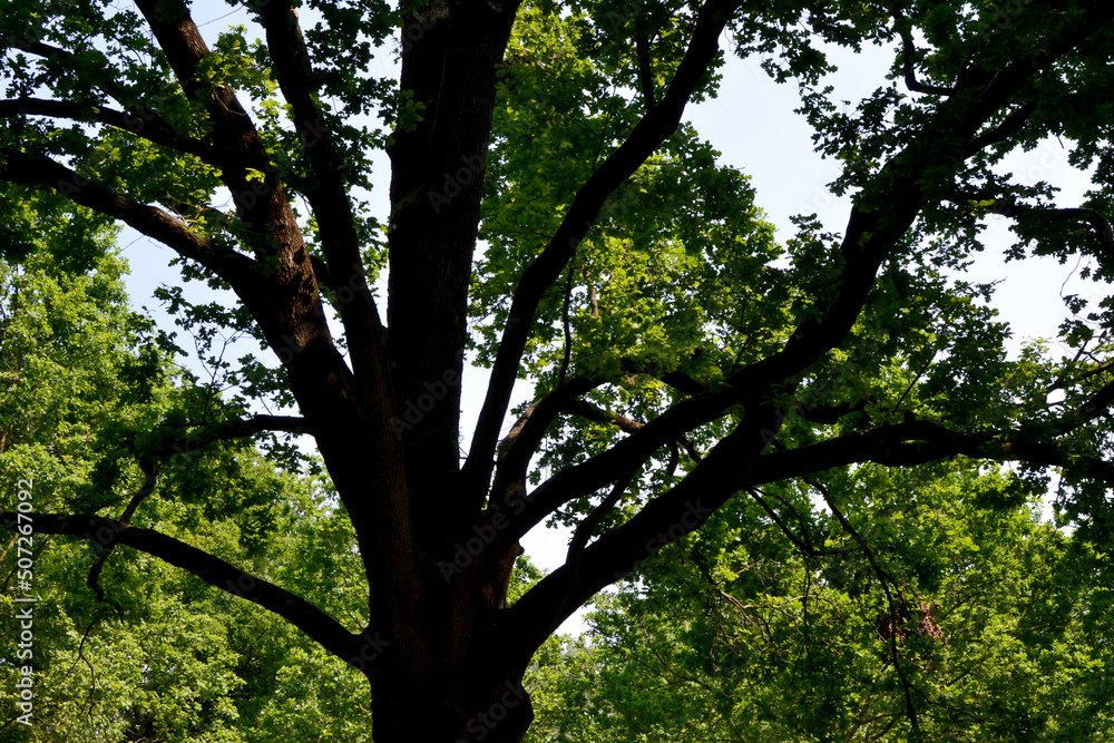 Fototapeta premium trees in the park