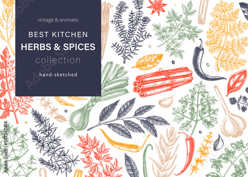Hand-drawn herbs and spices vector background in color. Hand-sketched food illustration. Aromatic plants hand-drawing. Kitchen herbs and spice frame template in sketched style for menu or banners