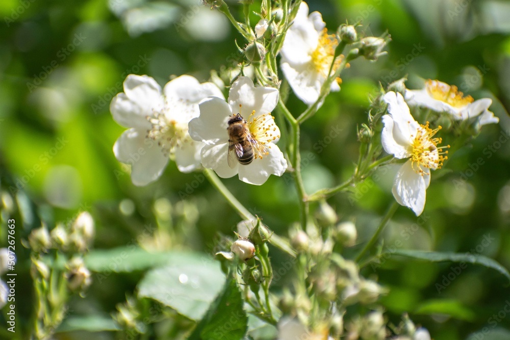 bee on a white flower