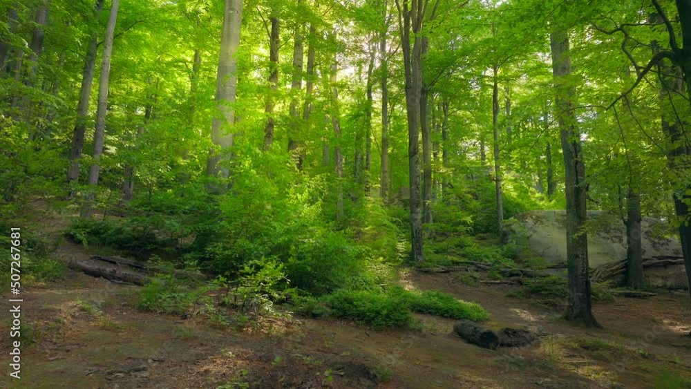 Green forest plant wood tree sun rays morning beautiful scenic view magical nature mountains Green forest plant wood tree sun rays morning beautiful scenic view magical nature mountains