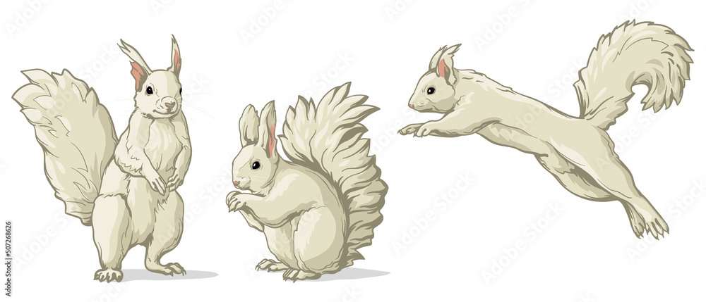Obraz premium White squirrel in different poses. Vector illustration of a squirrel isolated on a white background.