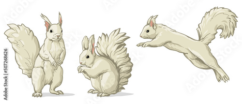 White squirrel in different poses. Vector illustration of a squirrel isolated on a white background.