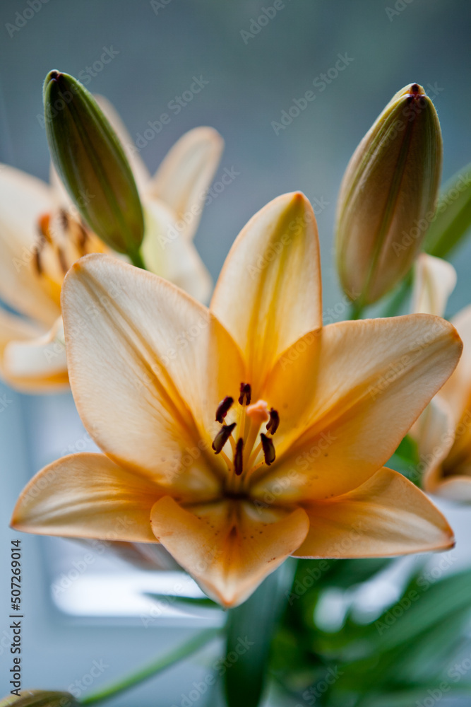 Fototapeta premium lily flower in a vase near the window