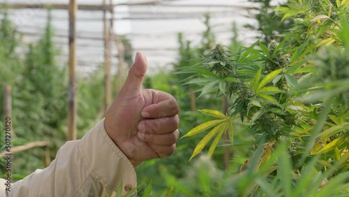Cannabis farmer's hand doing thumb up in front of his cannabis plants inside the greenhouse
