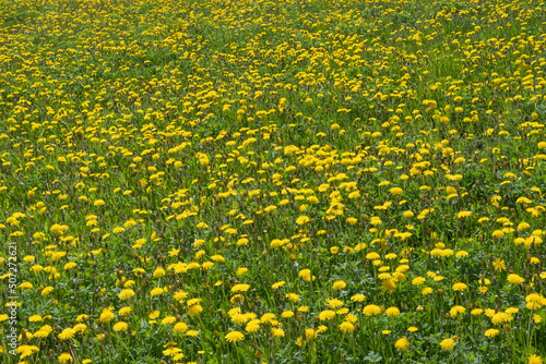 Bright yellow dandelion flowers turning into a whole field of dandelions. The onset of spring, sunny flowers, natural backgrounds