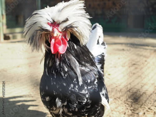 Portrait of White-crested Black Polish cock (Gallus gallus domesticus) photo