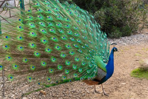 The peacock spread its beautiful tail in the bird's yard. The fairy-tale firebird peacock.