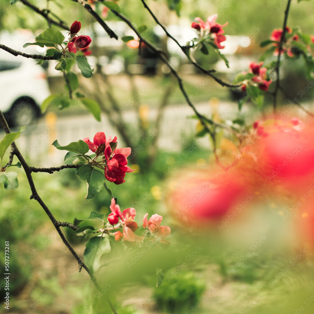 Branches with blooming red flowers of the apple tree, selective focus Branches with blooming red flowers of the apple tree, selective focus