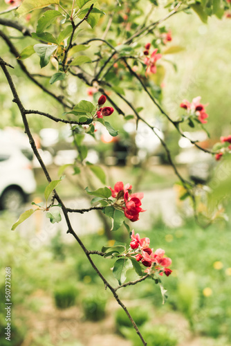 Branches with blooming red flowers of the apple tree, selective focus © Liiiz