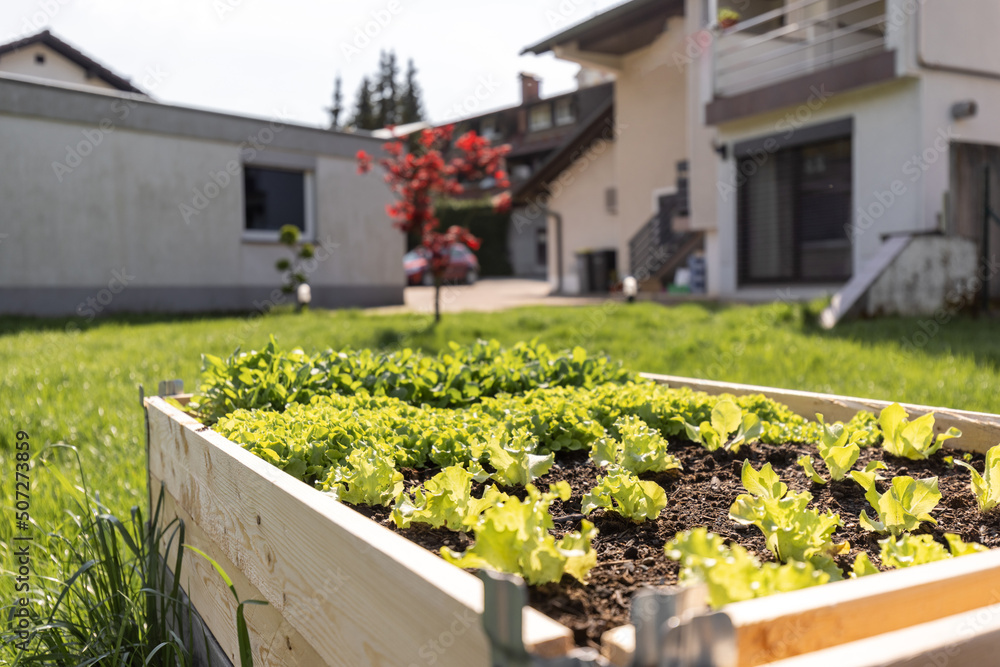 Elevated Raised Garden Bed at home garden for groving vegetable