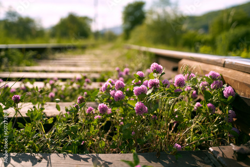 Pink violet blooming clover aka trifolium pratense growing between rails on railway in the fields