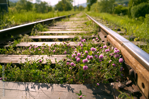 Obraz na płótnie Pink violet blooming clover aka trifolium pratense growing between rails on railway in the fields w salonie
