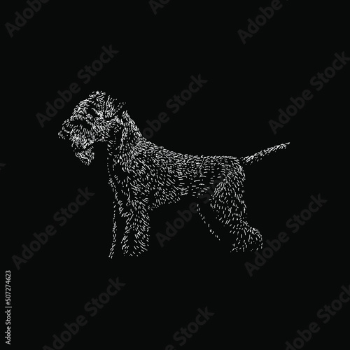 Obraz na plátně Lakeland Terrier hand drawing vector illustration isolated on black background