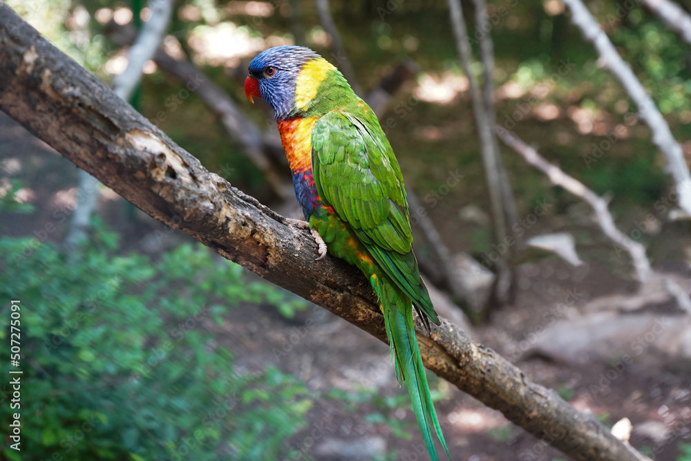 Rainbow Lorikeet (Trichoglossus haematodus) bird resting on tree branch   