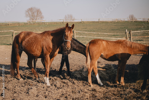 Konie na polu © KacperSalamon
