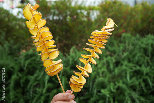 The golden crispy tornado potatoes. Street food spiral potatoes on a wooden skewer. Hand holds fast food for a snack outdoor. Thinly sliced potatoes are deep-fried.