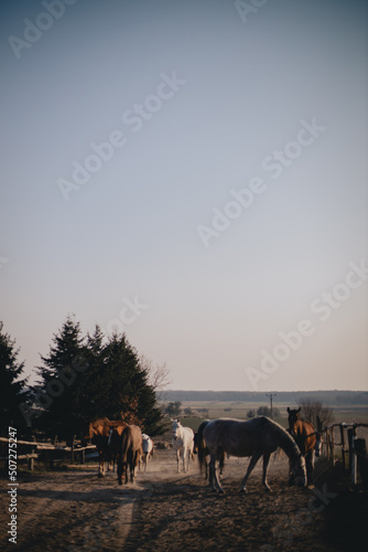 Konie na polu