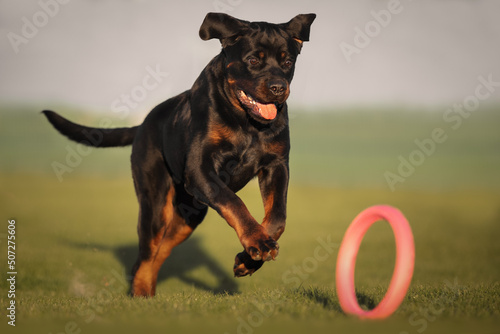 Rottweiler dog playing with a toy