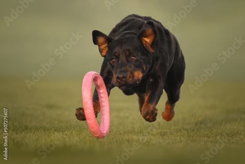 Rottweiler dog playing with a toy