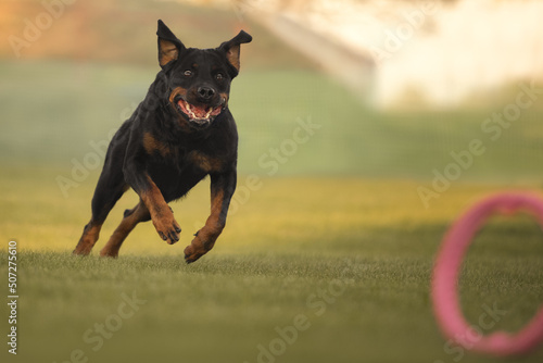 Rottweiler dog playing with a toy