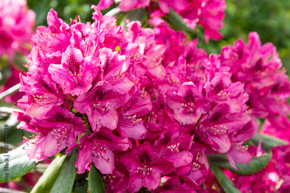 pink rododendron blossoms in closeup