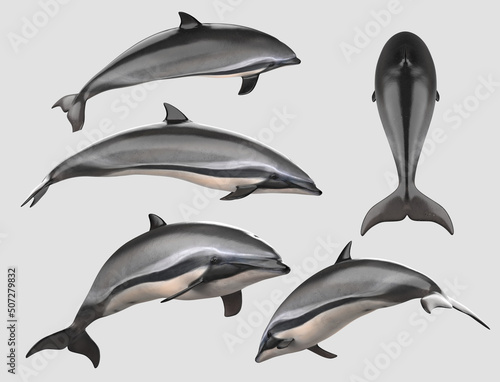 Set of Bottlenose Dolphin on white isolated background.