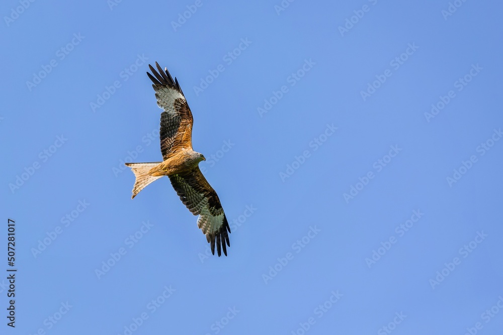 The red kite, a raptor with grey head and brownish body, flying over blue sky on a sunny spring day.