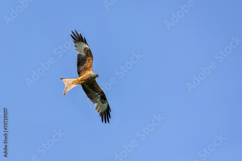 Obraz na płótnie The red kite, a raptor with grey head and brownish body, flying over blue sky on a sunny spring day. w salonie