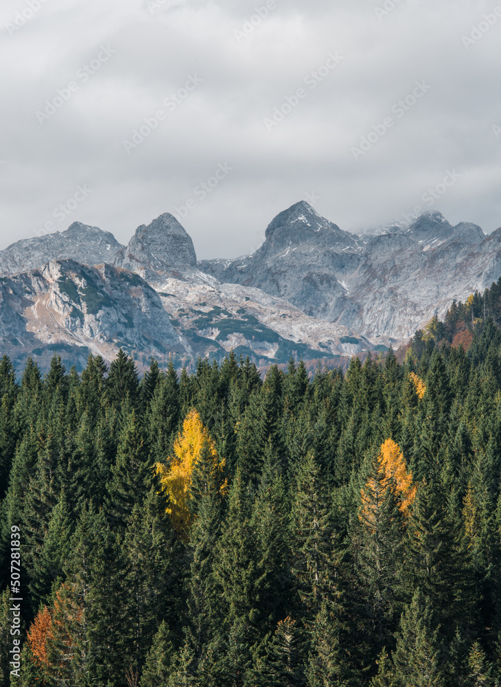 Autumn forest with beautiful pine trees and larches